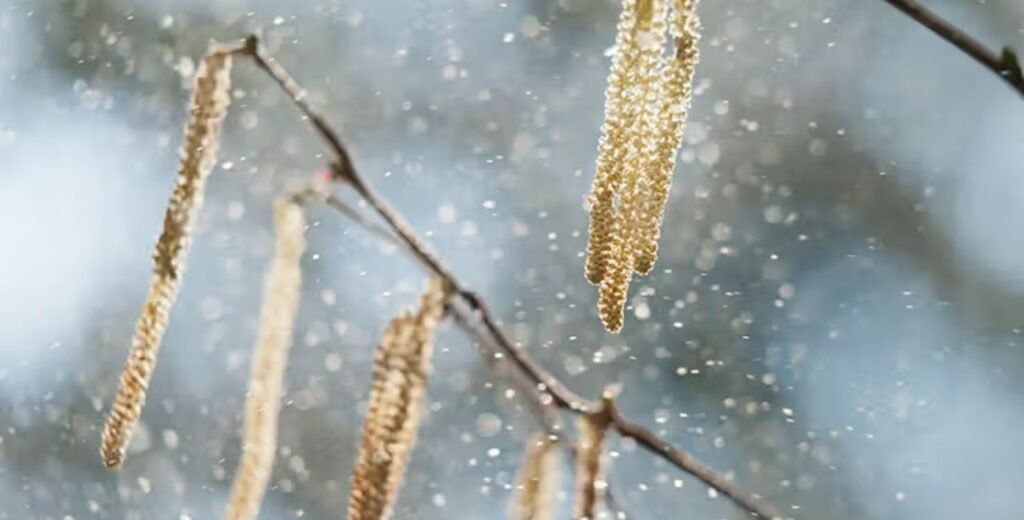 pollen count boise​