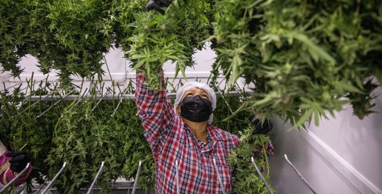 golden state dispensary pasadena​