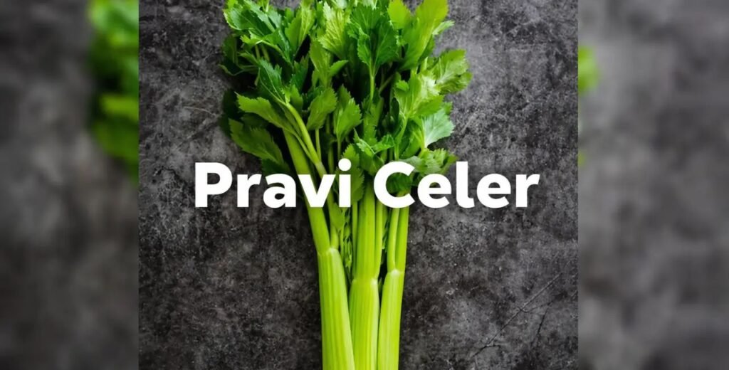 pravi celer